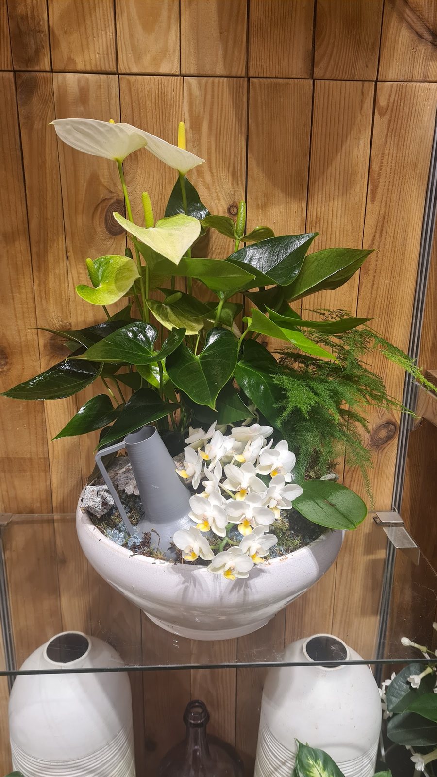 Anthurium blanc en pot