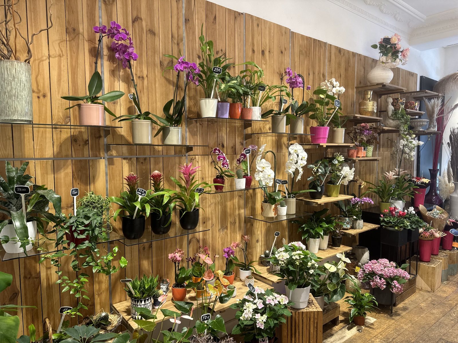 Étagères de plantes et fleurs coupées