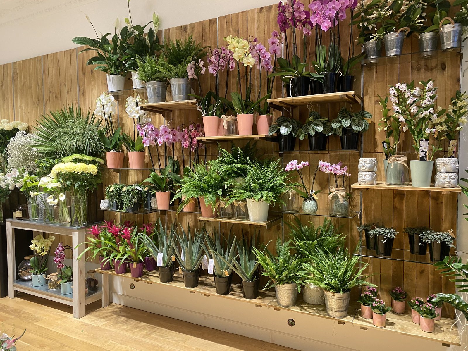 Le mur de plantes : orchidées, fougères, aloès et broméliacées sur étagères en bois