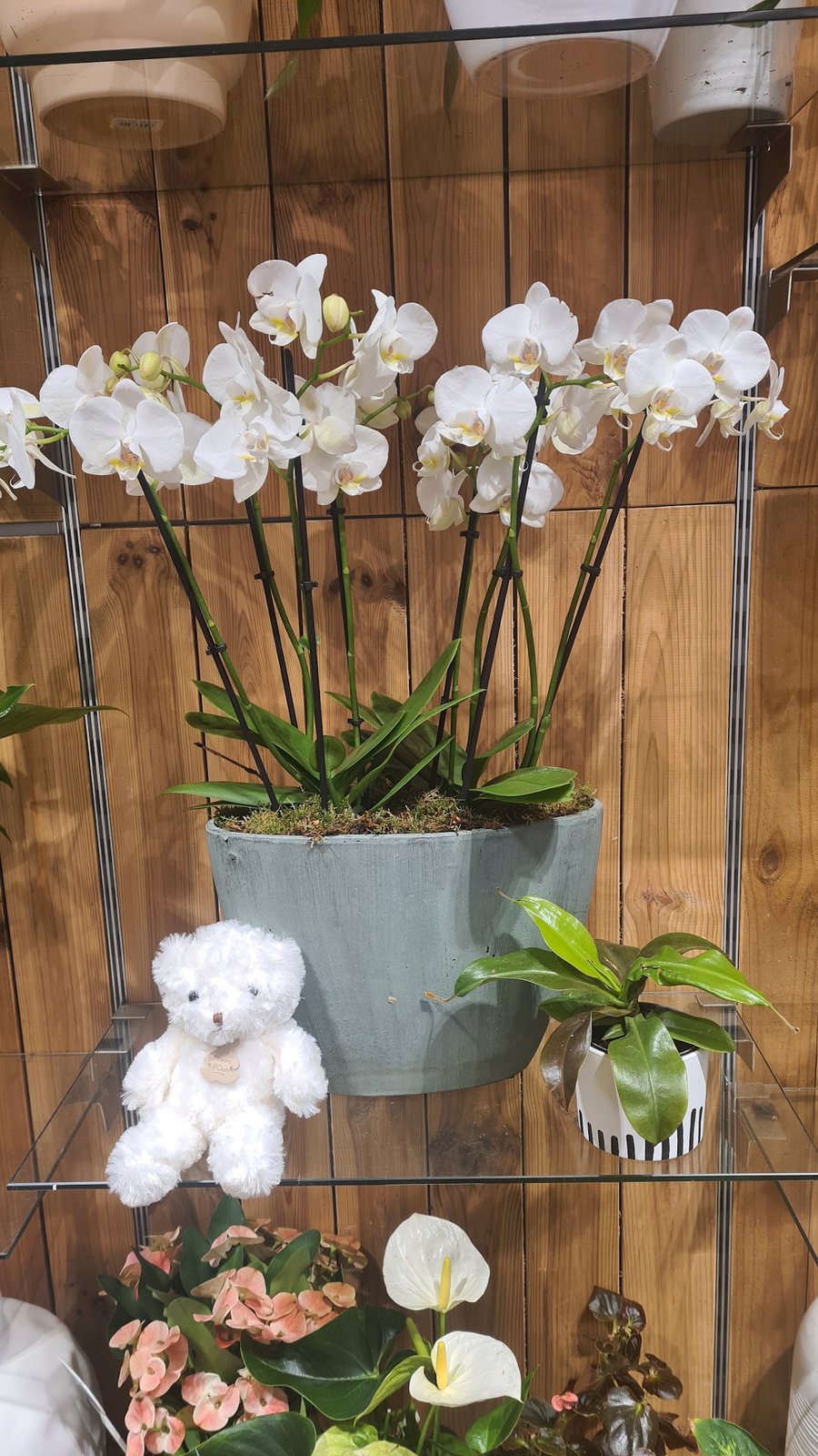 Orchidées blanches en pot