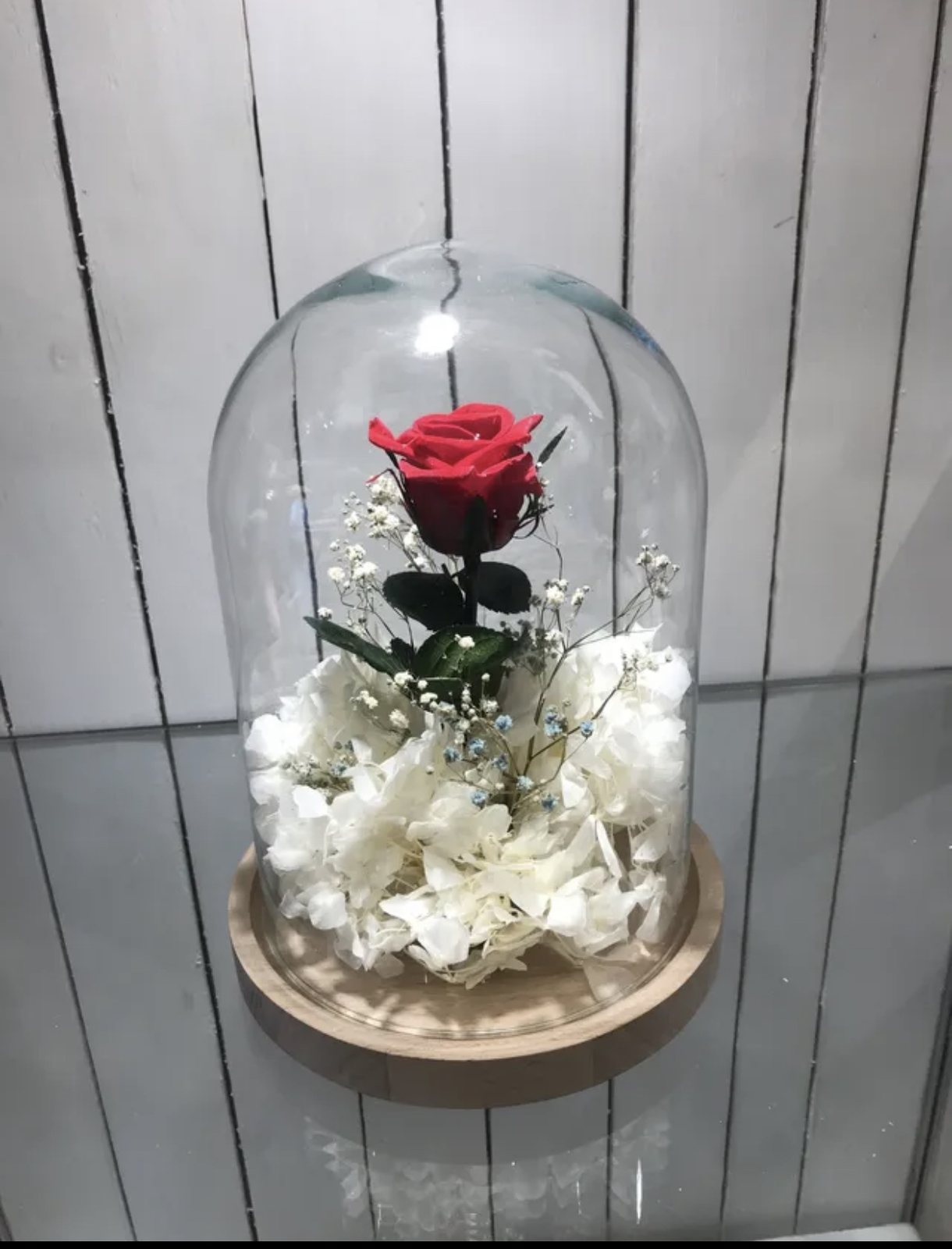Rose rouge sous cloche